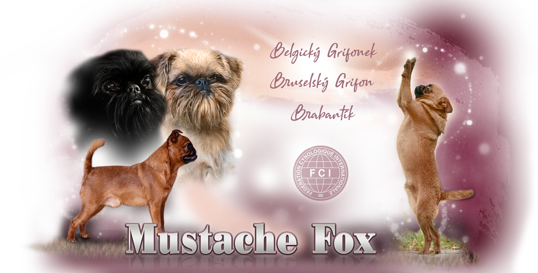 https://mustachefox.cz/